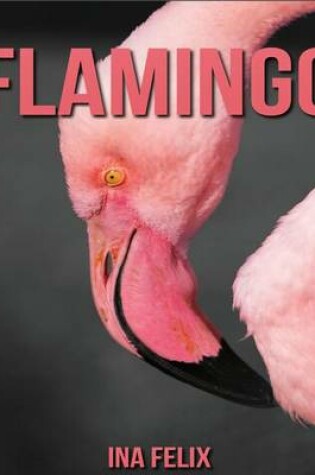 Cover of Flamingo