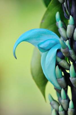 Book cover for Blue Jade Vine Plant in Hawaii Journal