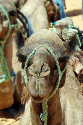 Book cover for Resting Camels in Tunisia