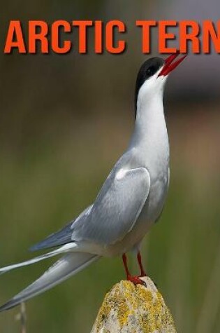 Cover of Arctic Tern