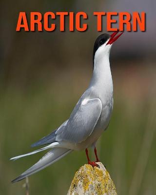 Book cover for Arctic Tern