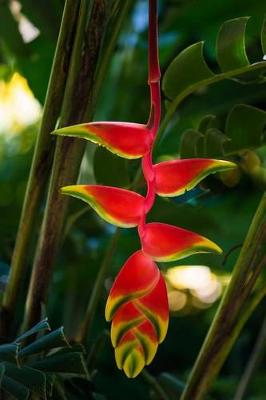 Book cover for Hanging Lobster Claw Helliconia Rostrata Tropical Flower Journal