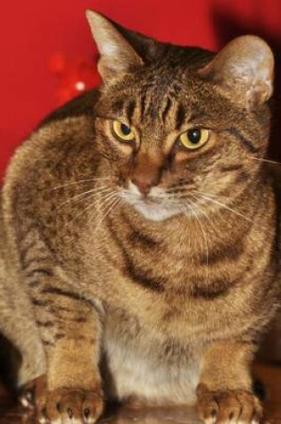 Cover of Ocicat Cat Journal "Human Is Starting Computer, Time for My Keyboard Nap"