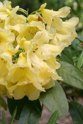 Cover of 2019 Weekly Planner Flowers Pretty Rhododendron Blooms 134 Pages