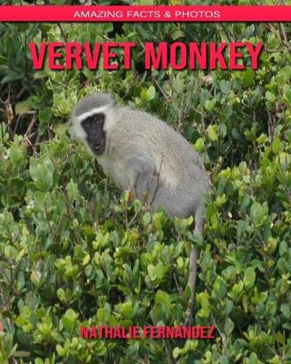 Book cover for Vervet Monkey