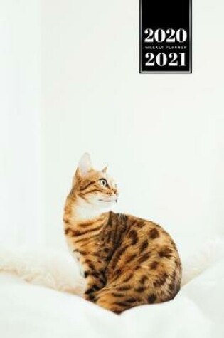 Cover of Bengal Cat Kitten Kitty Tomcat Week Planner Organizer 2020 / 2021 - Just Sitting