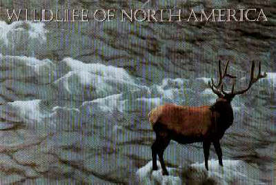 Book cover for Wildlife of North America