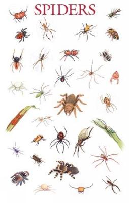 Cover of Spiders Poster