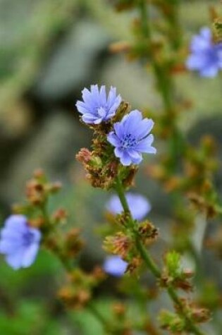 Cover of Wild Chicory Flowers Journal