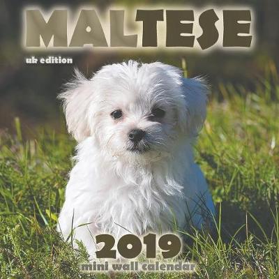 Book cover for Maltese 2019 Mini Wall Calendar (UK Edition)