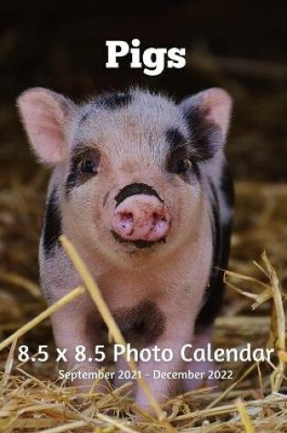 Cover of Pigs 8.5 X 8.5 Calendar September 2021 -December 2022