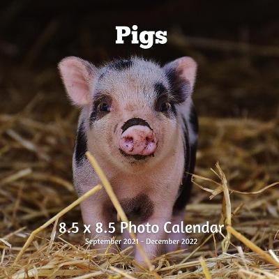 Book cover for Pigs 8.5 X 8.5 Calendar September 2021 -December 2022