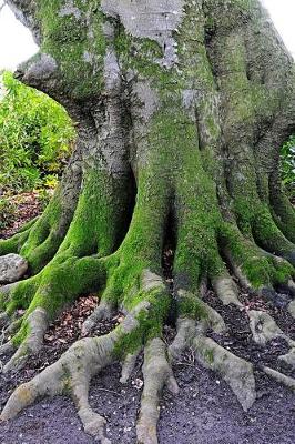 Cover of View of an Ancient Tree's Roots in Great Britain Journal