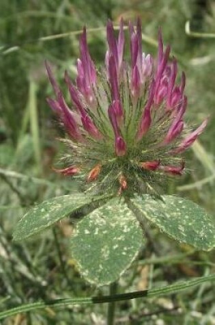 Cover of Trifolium Hirtum Rose Clover Journal