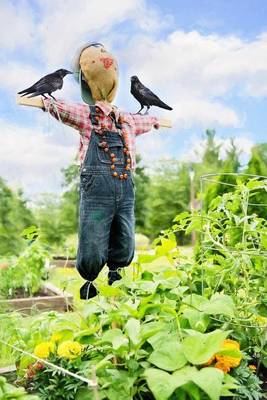 Book cover for Scarecrow Guarding the Vegetables in the Garden