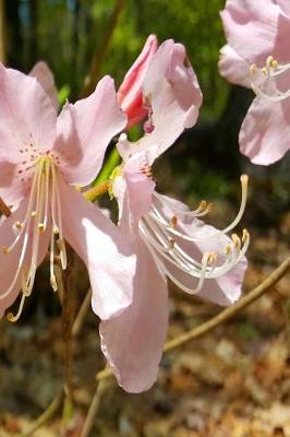 Cover of 2019 Daily Planner Pretty Spring Flowers Pink Blossoms 384 Pages