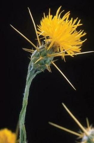 Cover of Floral Journal Yellow Starthistle Flower