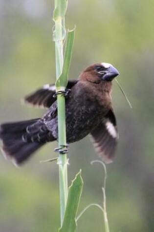 Cover of Weber Fink Perched on a Stalk, Birds of the World