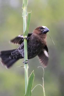 Book cover for Weber Fink Perched on a Stalk, Birds of the World