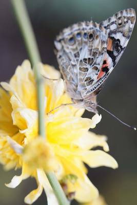 Book cover for Painted Lady Butterfly, for the Love of Nature