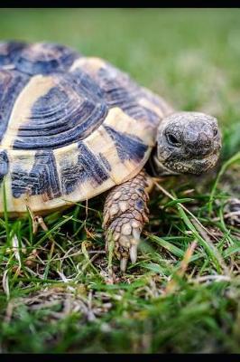 Book cover for Curious Greek Tortoise in the Grass Journal