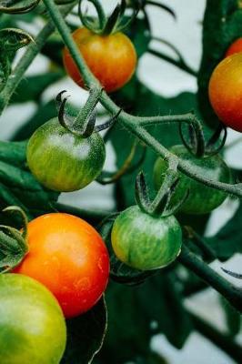 Book cover for Heirloom Tomatoes