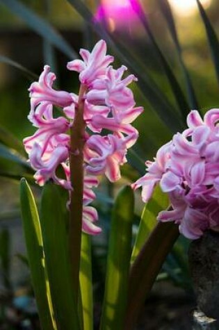 Cover of Pink Hyacinth Blooming in an English Garden