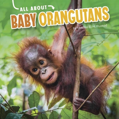 Book cover for Baby Orangutans