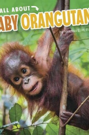 Cover of Baby Orangutans