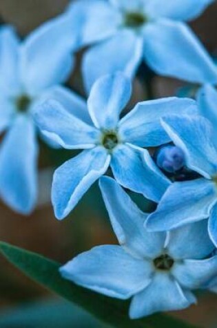 Cover of Tomentose Amsonia (Amsonia Tomentosa) Flower in Utah