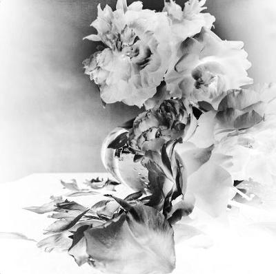 Book cover for NICK KNIGHT Roses