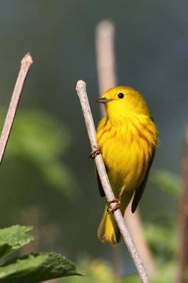 Book cover for Yellow Warbler Journal