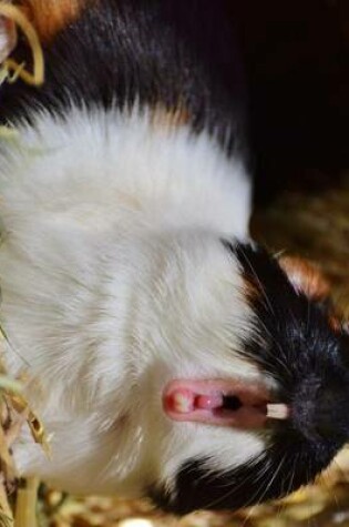 Cover of Jumbo Oversized Guinea Pig Yawning