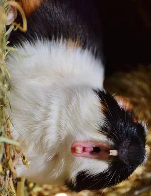 Book cover for Jumbo Oversized Guinea Pig Yawning