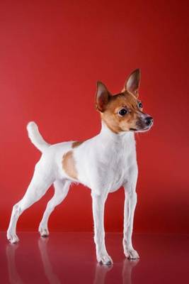 Book cover for Toy Fox Terrier