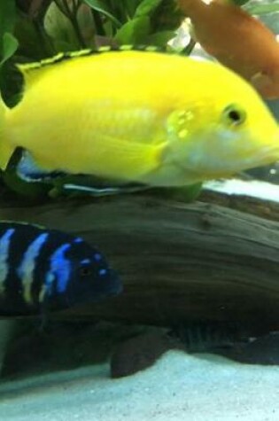 Cover of Brilliant Yellow Labidochromis Caeruleus African Cichlid in the Tank