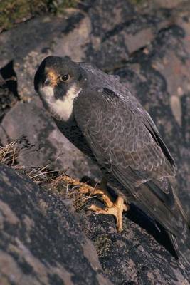 Book cover for Peregrine Falcon Bird Journal