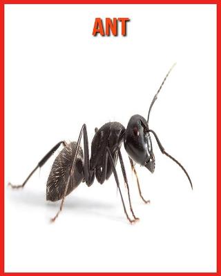 Book cover for Ant