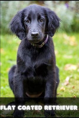 Book cover for Flat coated Retriever