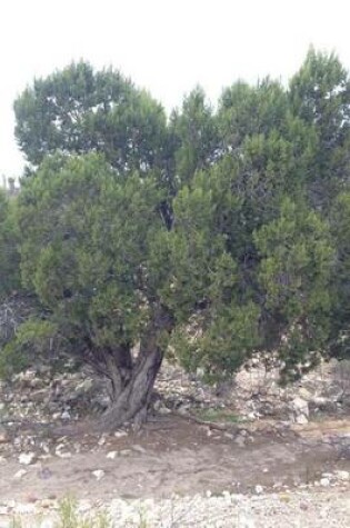 Cover of Shrub in the Mexican Desert