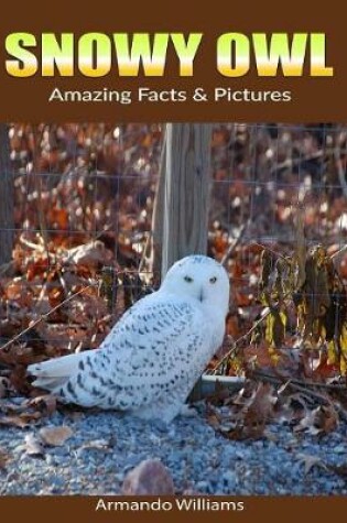 Cover of Snowy Owl