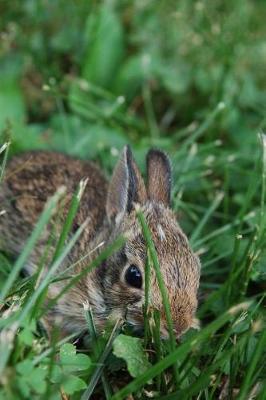 Book cover for A Wild Brown Baby Bunny Journal