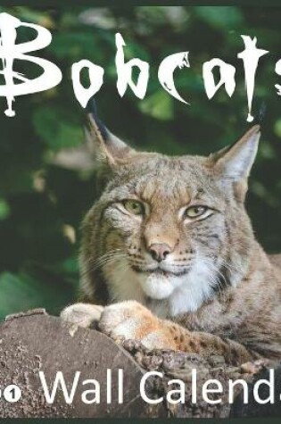 Cover of Bobcats