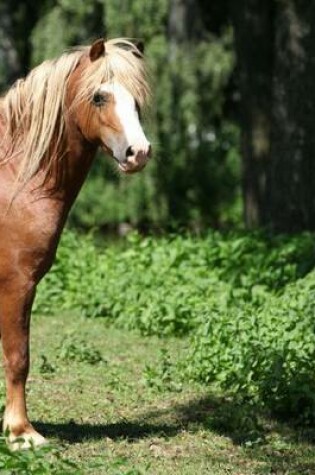 Cover of Welsh Mountain Pony