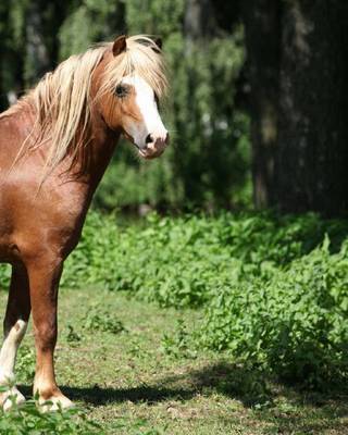 Book cover for Welsh Mountain Pony