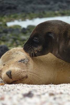 Book cover for Adorable Seals Animal Journal