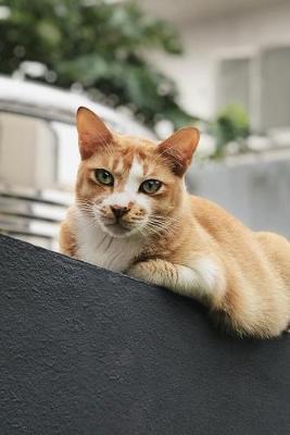 Book cover for Orange Cat on the Garden Wall Journal