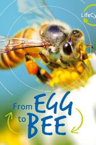Cover of Lifecycles: Egg to Bee