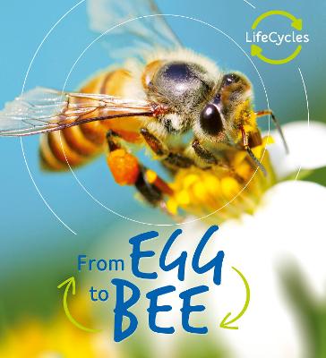 Cover of Lifecycles: Egg to Bee