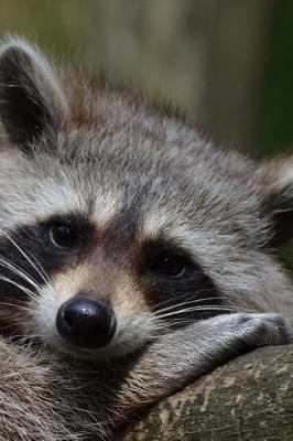 Book cover for Raccoon Ready for a Nap Journal